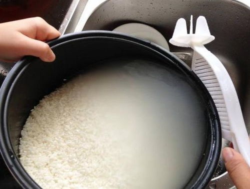 为什么煮米饭时要先洗米 洗米不是随便洗洗就行 大米 水稻 坚果 淘米水 营养价值 网易订阅